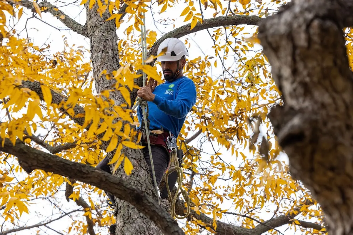 Skilled Tree Planing crew working in Bowling Green